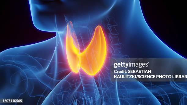 ilustraciones, imágenes clip art, dibujos animados e iconos de stock de thyroid gland, illustration - glándula de tiroides