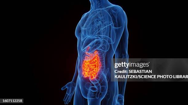 small intestine, illustration - human small intestine stock illustrations