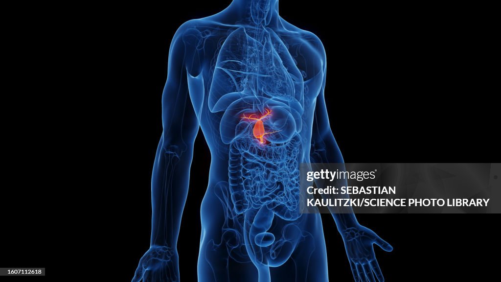 Gallbladder, illustration
