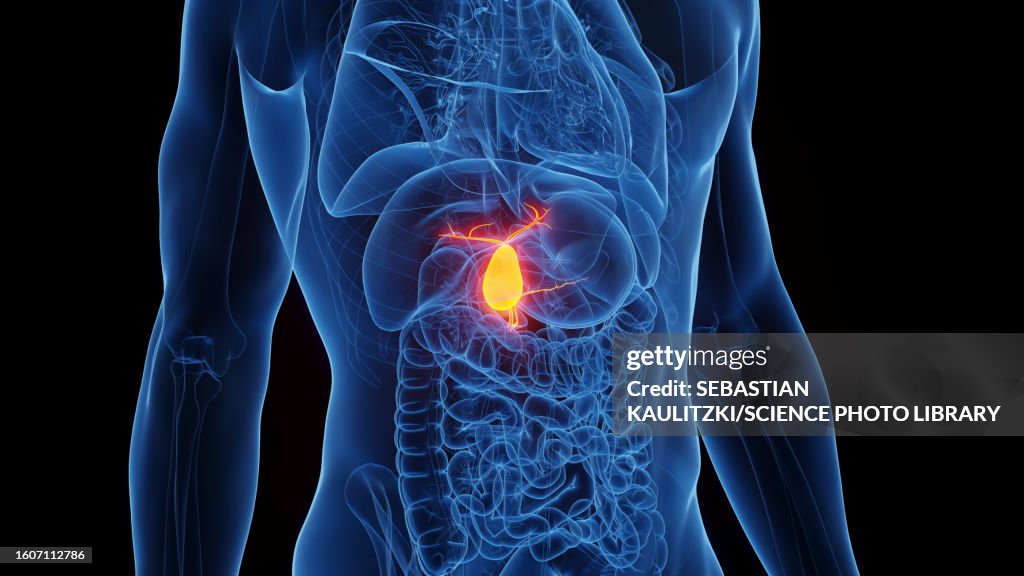 Gallbladder, illustration