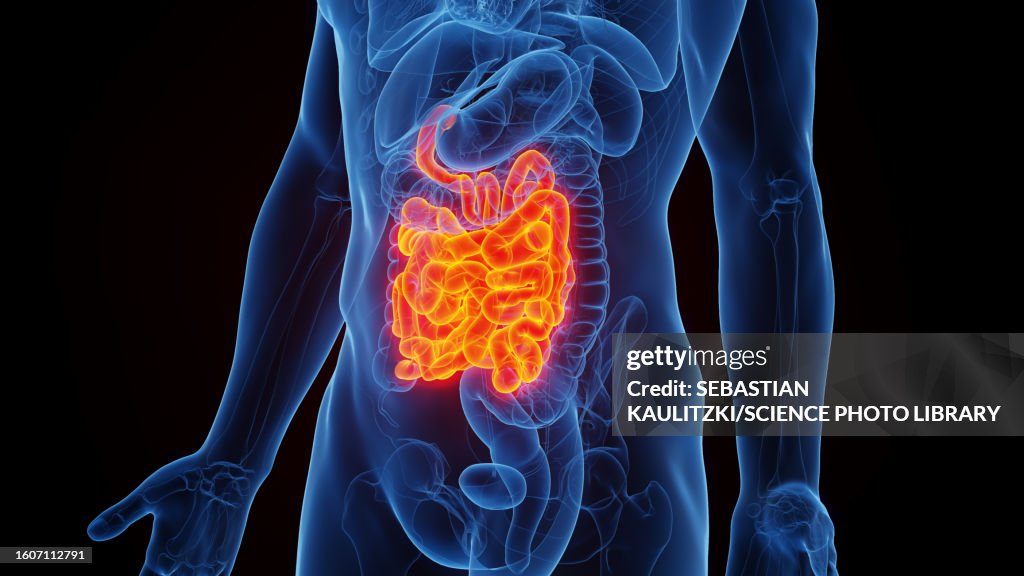 Simple Intestine Small Intestine Illustration High-Res Vector Graphic - Getty Images
