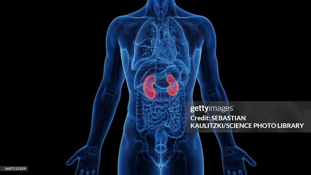 Kidney Base Kidneys Illustration High-Res Vector Graphic - Getty Images