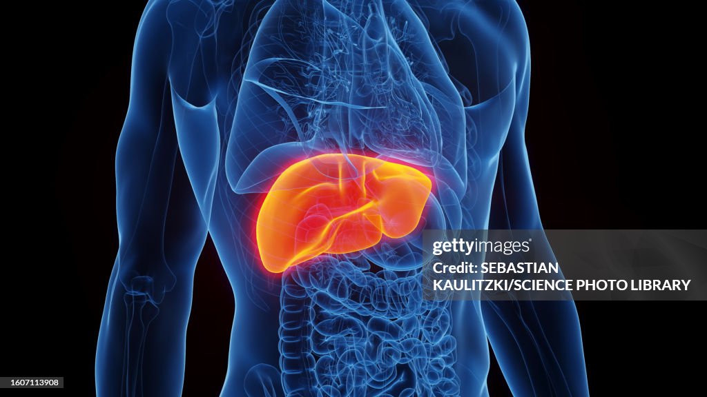 Liver, illustration