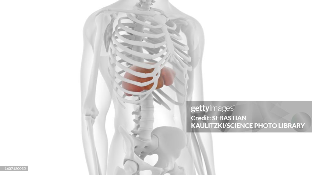 Liver, illustration