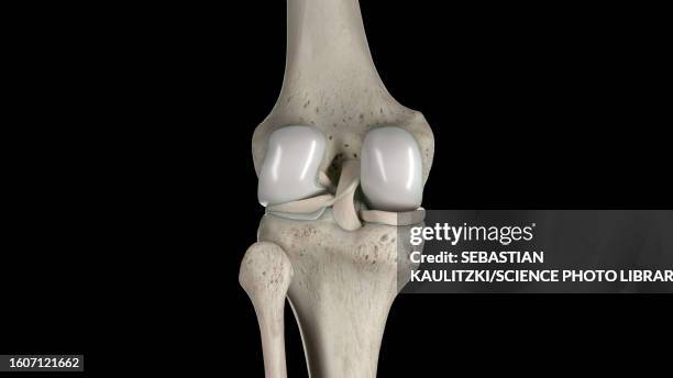 ilustraciones, imágenes clip art, dibujos animados e iconos de stock de knee bones, illustration - cartílago articular