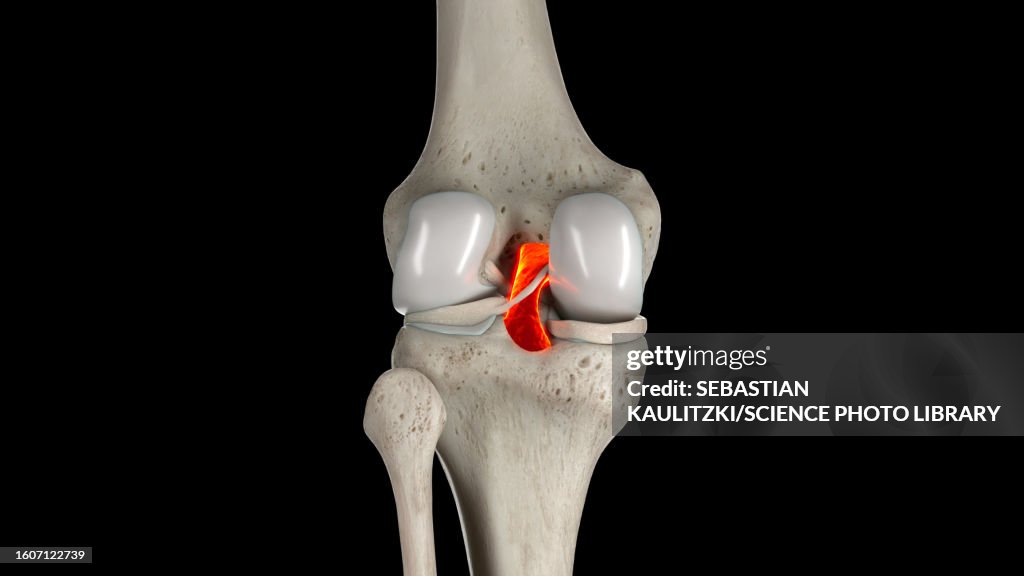 Posterior cruciate ligament, illustration
