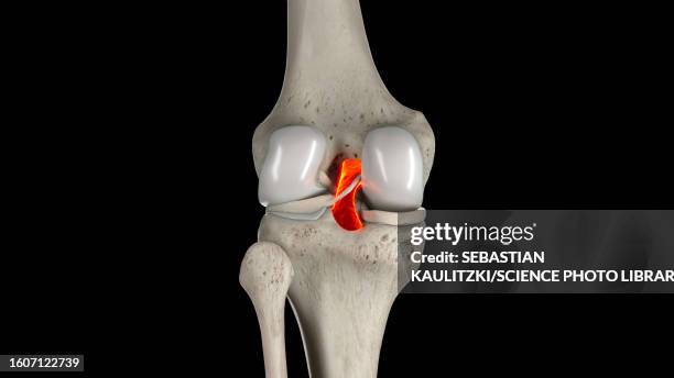 posterior cruciate ligament, illustration - posterior cruciate ligament stock illustrations