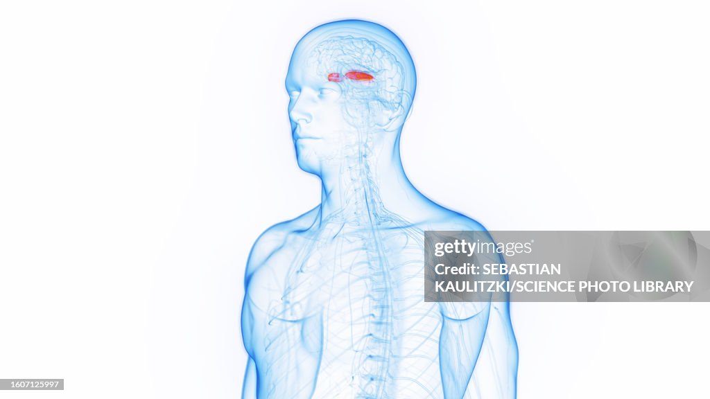 Lateral globus pallidus, illustration