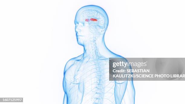 lateral globus pallidus, illustration - relay stock illustrations
