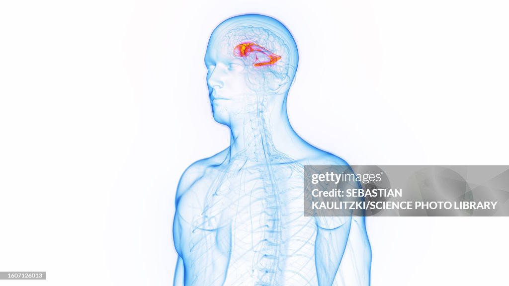 Lateral ventricle, illustration
