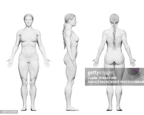 female bodybuilder body, illustration - woman white background full body drawing stock illustrations
