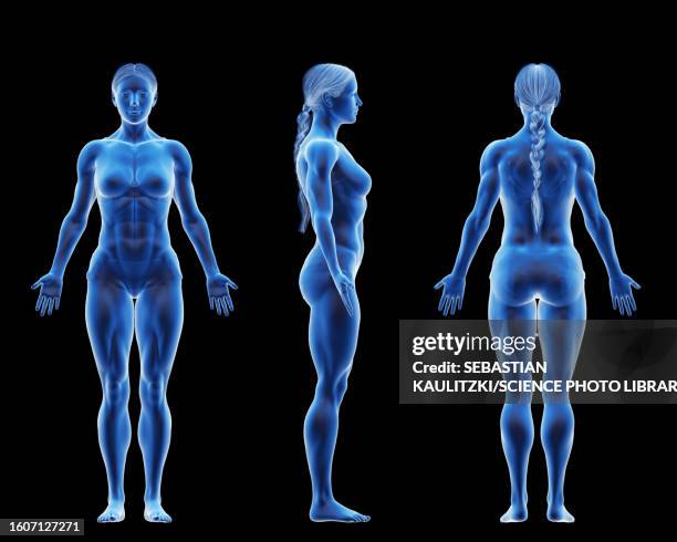 female bodybuilder body, illustration - small weights stock illustrations