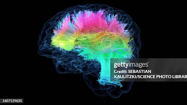 brain white matter fibres, illustration - myelin sheath stock illustrations