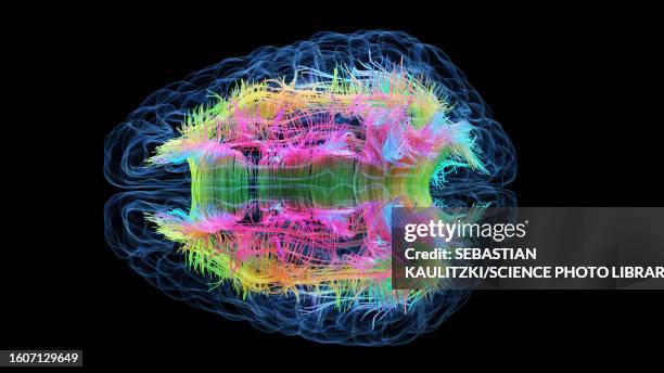 brain white matter fibres, illustration - nervenzelle stock-grafiken, -clipart, -cartoons und -symbole