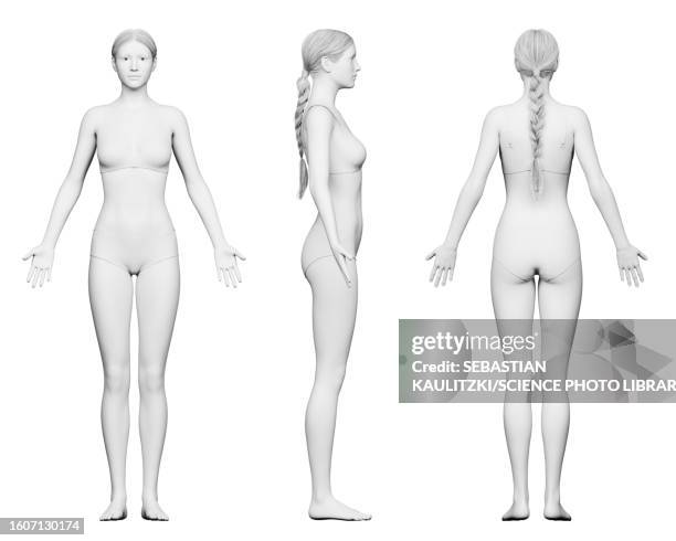 tall female body, illustration - woman white background full body drawing stock illustrations