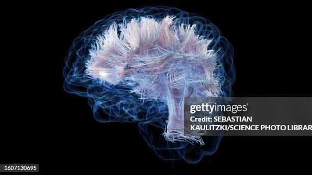 brain white matter fibres, illustration - myelin sheath stock illustrations