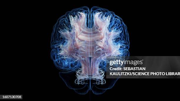 brain white matter fibres, illustration - myelin sheath stock illustrations