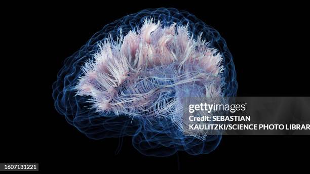 brain white matter fibres, illustration - myelin sheath stock illustrations