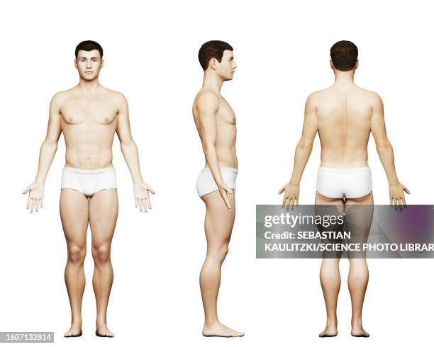 fit male body, illustration - building activity stock illustrations