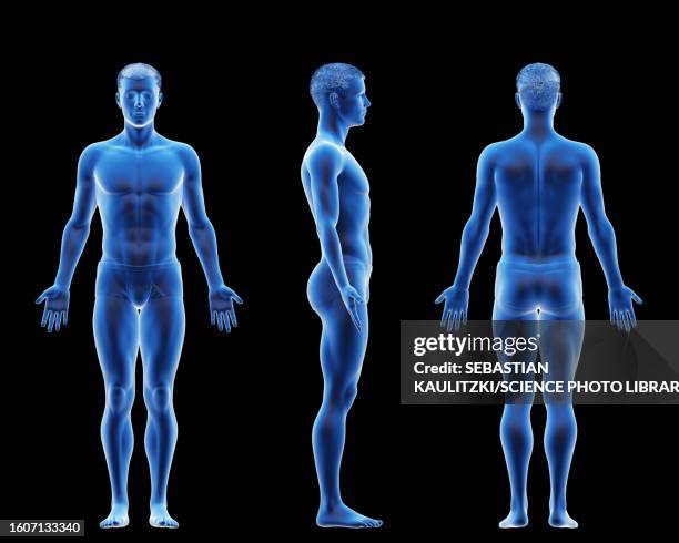Body Form High Def 2,148 Human Body Form Stock Photos, High-Res Pictures, and Images ...