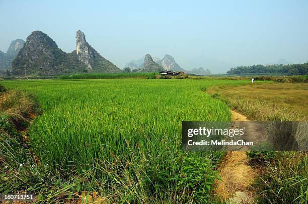 paddy field with limestone hills - 広東省 ストックフォトと画像