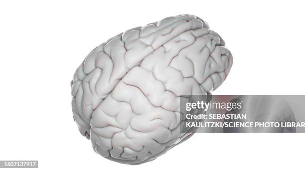 illustrations, cliparts, dessins animés et icônes de human brain, illustration - cerveau fond blanc