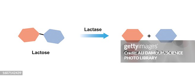 lactase-enzyme-action-illustration.jpg?s=170667a&w=gi&k=20&c=VJSIzf3iNALWQE_RiP-jaBZFaCTiF5dN7q4z02oNZLE=