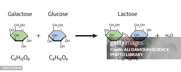 lactose sugar formation, illustration - carbohydrate biological molecule stock illustrations