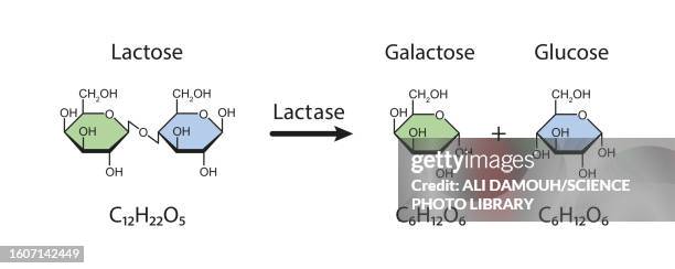 lactase enzyme action, illustration - carbohydrate biological molecule stock illustrations