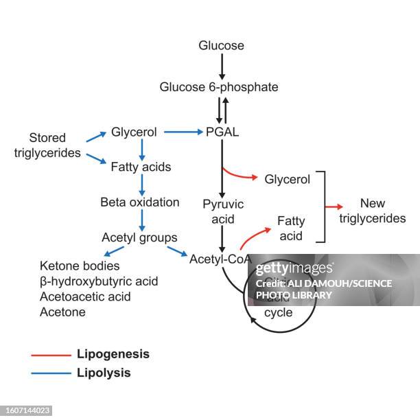 lipogenesis, illustration - insulin stock illustrations