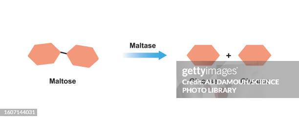 maltase enzyme action, illustration, illustration - carbohydrate biological molecule stock illustrations
