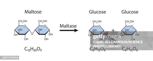 maltase enzyme action, illustration, illustration - carbohydrate biological molecule stock illustrations