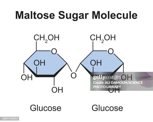 maltose sugar molecule, illustration - carbohydrate biological molecule stock illustrations