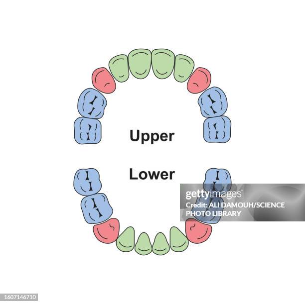 primary teeth, illustration - human teeth stock illustrations