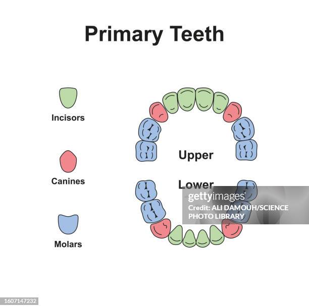 327 Diagram Of Human Teeth Stock Photos, High-Res Pictures, and Images ...