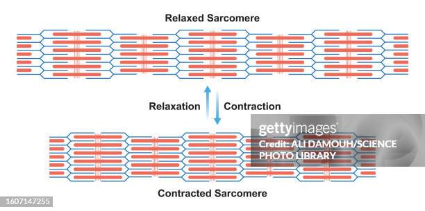 contracted and relaxed sarcomeres, illustration - myofibril stock illustrations