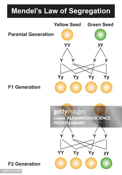 2,464 Multi Devices Mockup Stock Photos, High-Res Pictures, and Images ...
