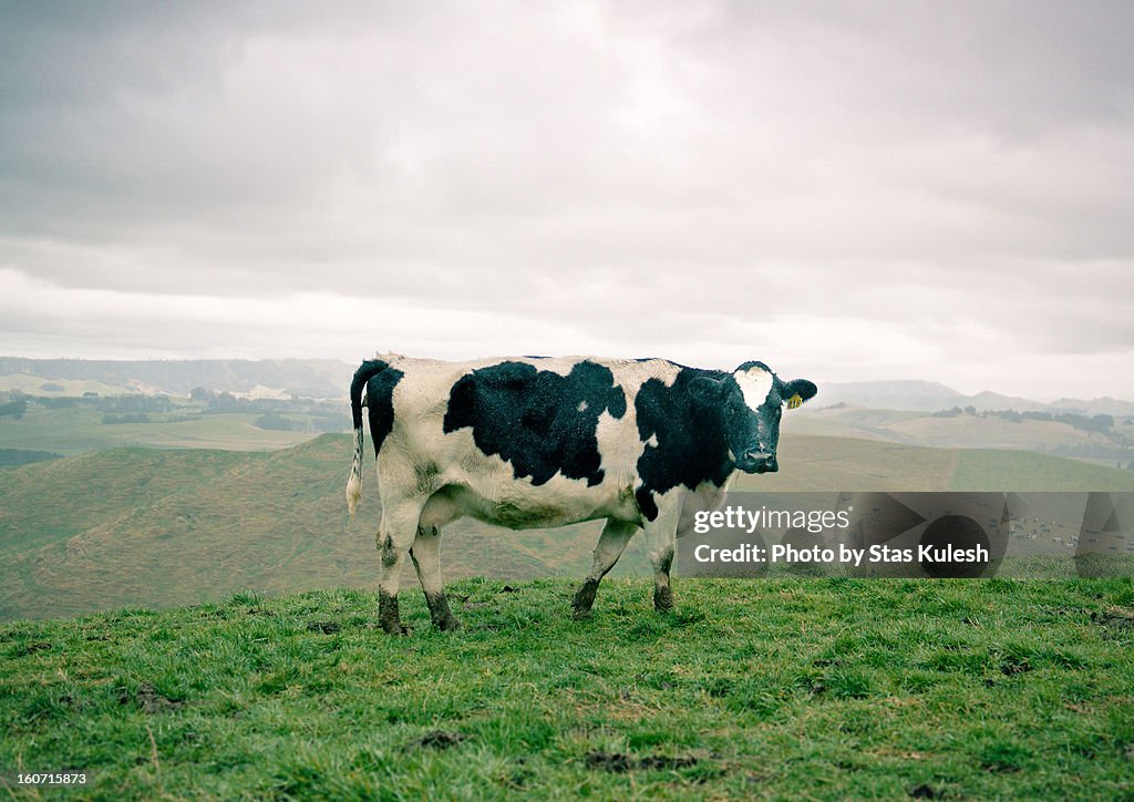 Dairy