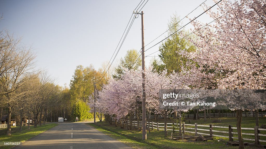 Cherry Blossom Street