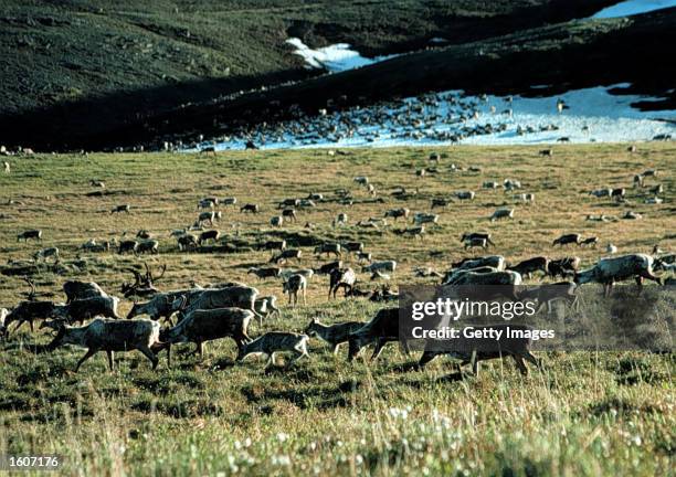 This undated photo shows caribou in the Arctic National Wildlife Refuge in Alaska. The Bush administration''s controversial plan to open the refuge...