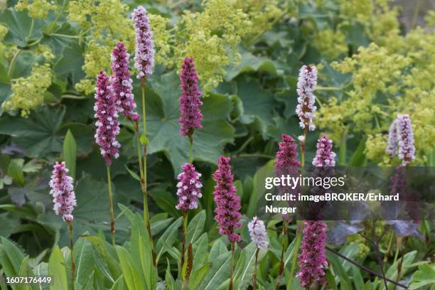 meadow bistort (polygonum bistorta), emsland, lower saxony, germany - polygonum persicaria stock pictures, royalty-free photos & images