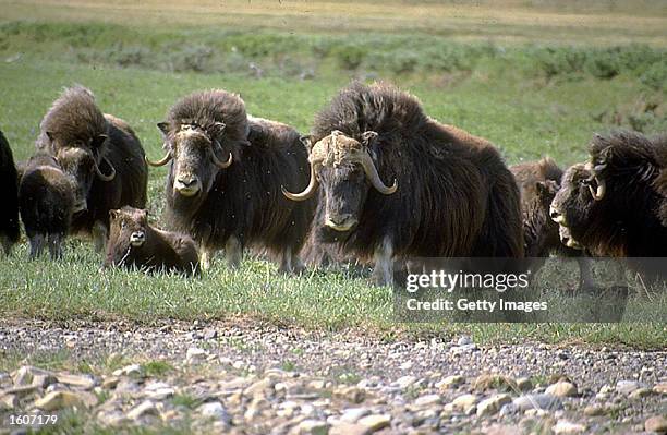 This undated photo shows muskoxen in the Arctic National Wildlife Refuge in Alaska. The Bush administration''s controversial plan to open the refuge...