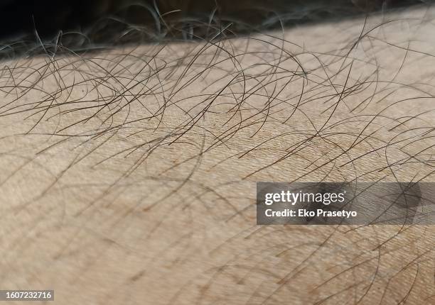 close up of human leg hair - hairy body 個照片及圖片檔