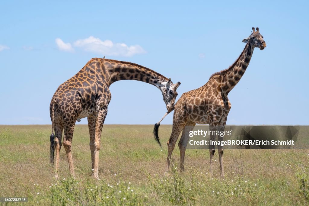 Masai giraffe (Giraffa tippelskirchi), bull checks cow's readiness to mate, mating, Serengeti National Park, Tanzania