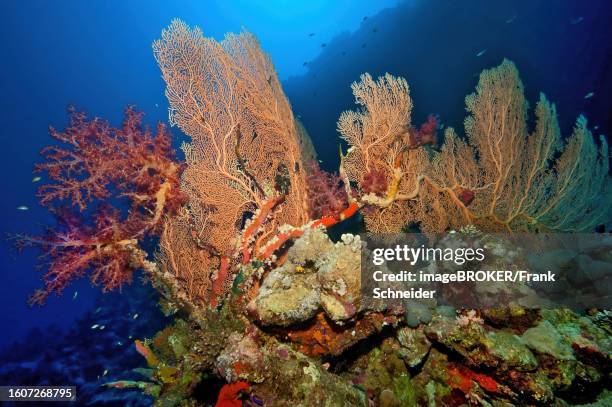 In the middle Fan coral (Annella mollis) on the left Soft coral (Dendronephthya) growing on coral block of stony corals (Scleractinia) in Coral reef, Red Sea, Panorama Reef, Safaga, Egypt