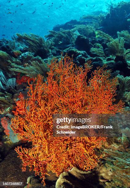 Tropical fan coral (Melithaea ochracea) Nodal fan Sea fan, Indian Ocean, Indo-Pacific, Pacific, Flores, Indonesia