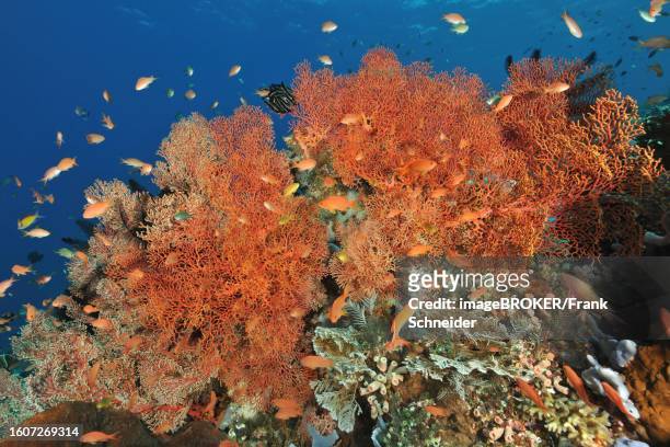 Tropical fan coral (Melithaea ochracea) Nodal fans Sea fans, above sea goldies (Pseudanthias squamipinnis) in coral reef Indian Ocean, Indo-Pacific, Pacific, Flores, Indonesia