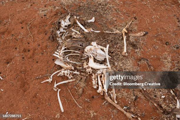 animal bones on the ground - dead animal stock pictures, royalty-free photos & images