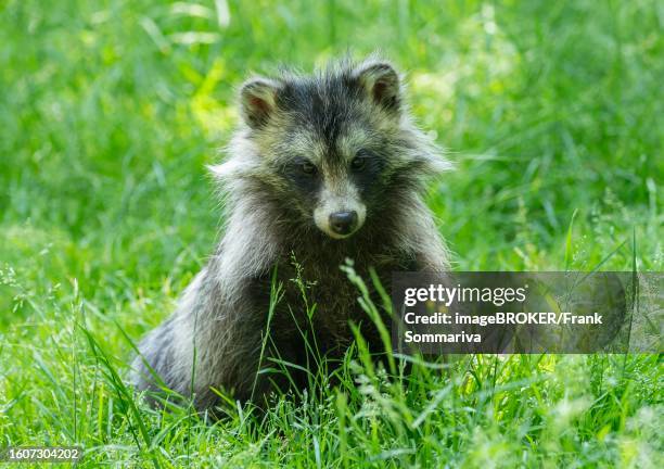 Rotund Racoon 59 Roost Raccoon Stock Photos, High-Res Pictures, and Images - Getty Images