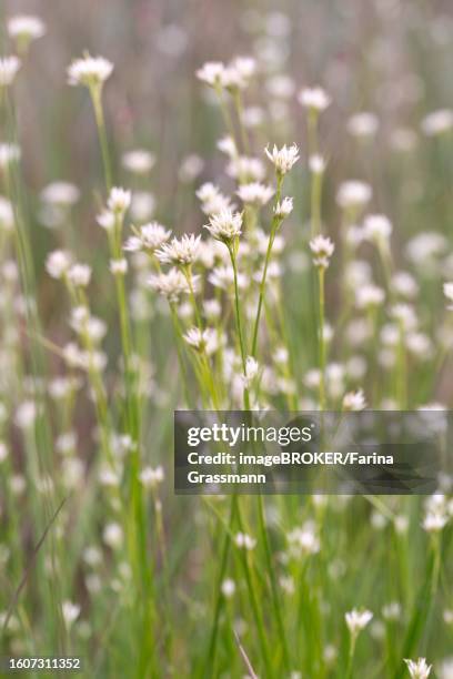 white beak-sedge (rhynchospora alba), countless flowers in a bog, emsland, lower saxony, germany - sedge stock pictures, royalty-free photos & images